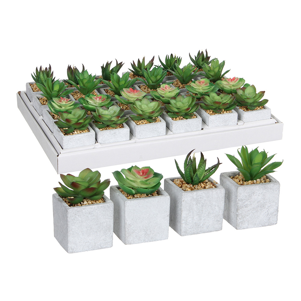 suculenta-verde-modelos-surtidos-4-modelos-diferentes-precio-por-unidad