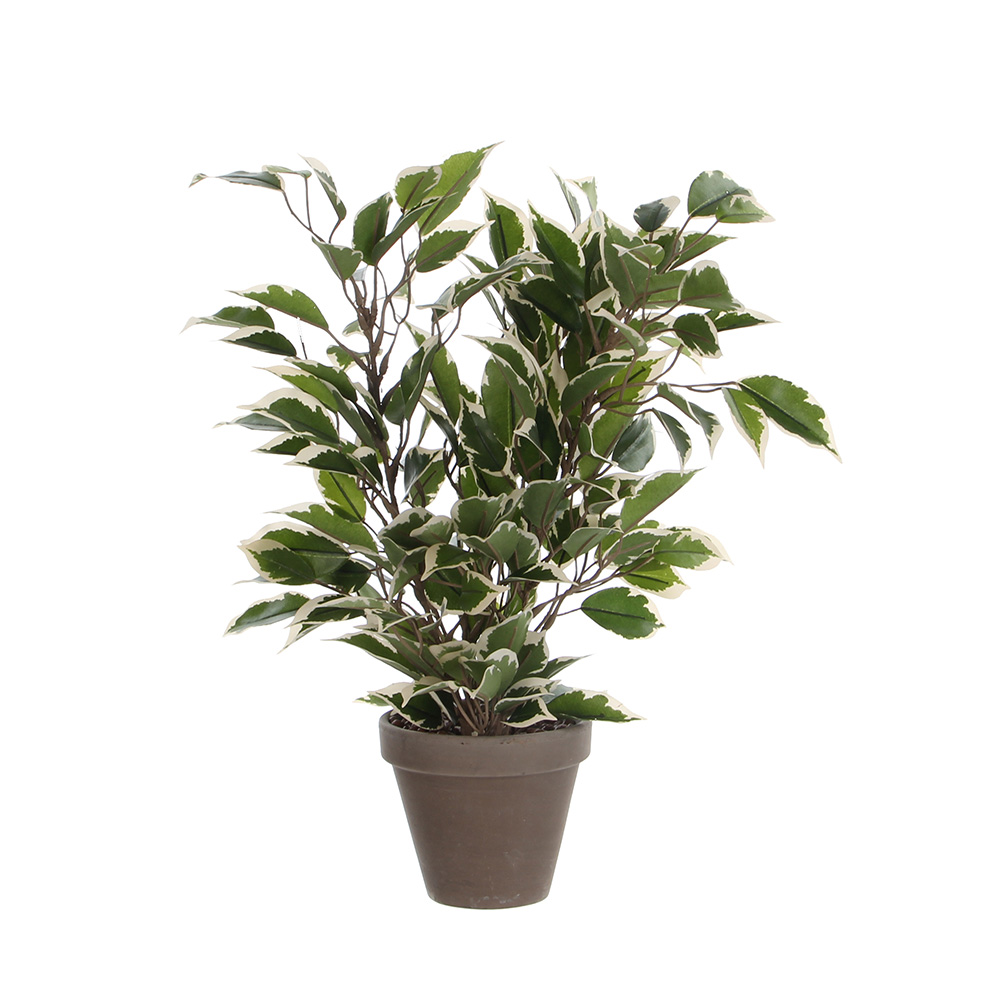 ficus-natasja-jaspeado-con-maceta-4x11-5cm